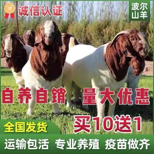 丰县纯种波尔山羊长势块，耐寒耐热，好饲养，体型大，多胎多羔