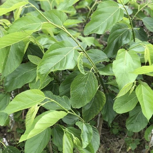 灵山县长果桑苗