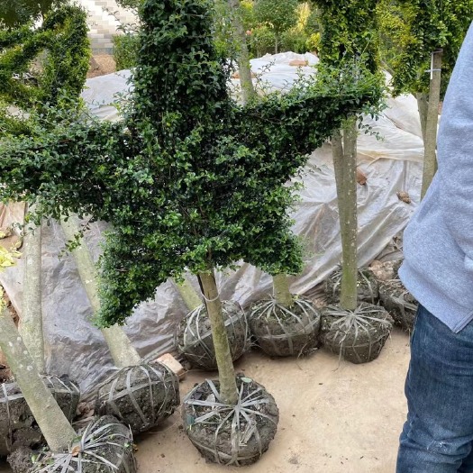 沭阳县彩云阁  出售花境高杆地被等植物品种齐全