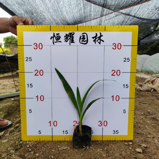 【文殊兰】5斤袋7斤袋各种规格 福建漳州基地直发