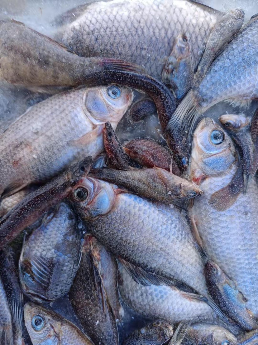 蛋白质补充饲料 小杂鱼