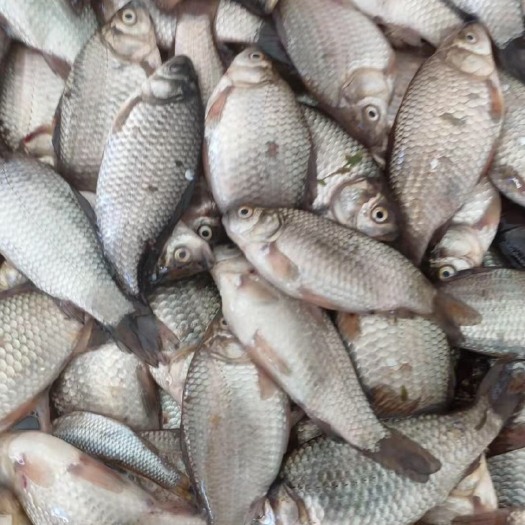 呼伦贝尔蛋白质补充饲料 小杂鱼