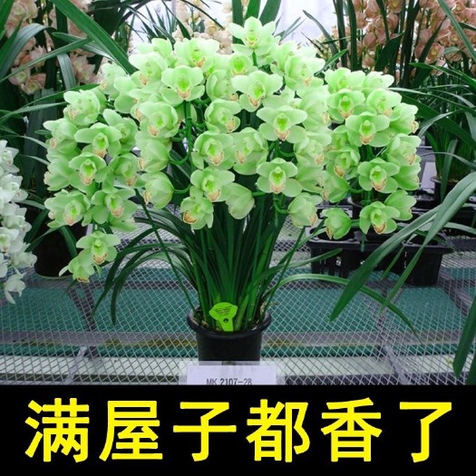  【浓香型】兰花 四季开花耐寒 建兰墨兰蕙兰室内绿植盆栽花卉易