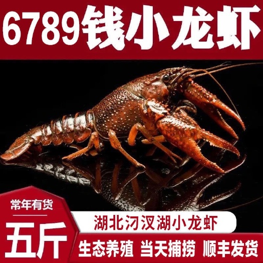 长沙 湖北小龙虾鲜活特大清水虾青红壳现捞活物水产生鲜养殖批发