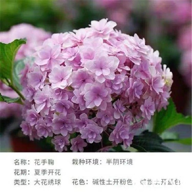  绣球花盆栽带花苞无尽夏绣球花苗老桩盆栽室外阳台花卉四季开花