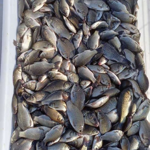 呼伦贝尔蛋白质补充饲料 小杂鱼
