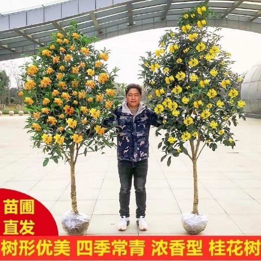 长沙 基地原生桂花树苗四季桂花地栽八月庭院高杆金丹天沉香桂花苗盆栽