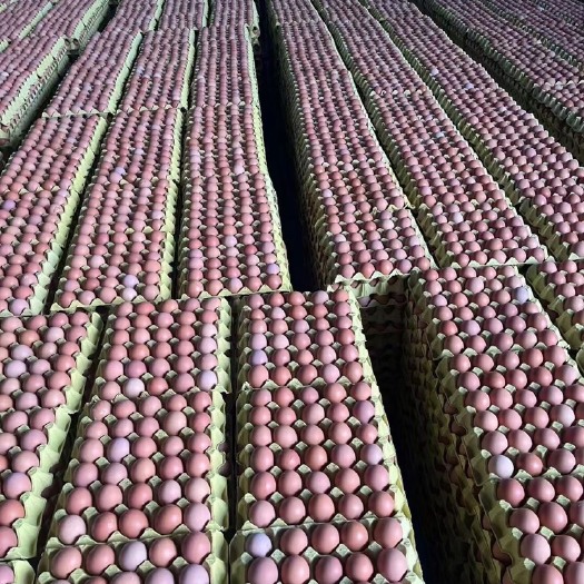 红壳蛋 红蛋30-47斤 大量有货 码数齐全 品质保证精品货