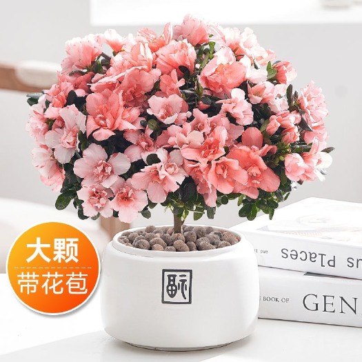 长沙高山杜鹃 杜鹃花盆栽带花苞四季开花大颗老桩室内阳台好养易活花卉盆景绿植