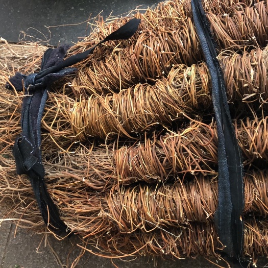 玉林鸡骨草——大根细根