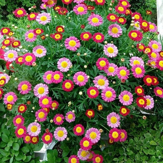 长沙玛格丽特花 四季开花玛格丽特盆栽带花苞多年生易爆盆木茼蒿庭院阳台耐寒植物