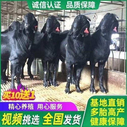 丰县 纯种黑山羊努比亚黑山羊小羊羔怀孕母羊成年公羊繁殖技术养殖活羊