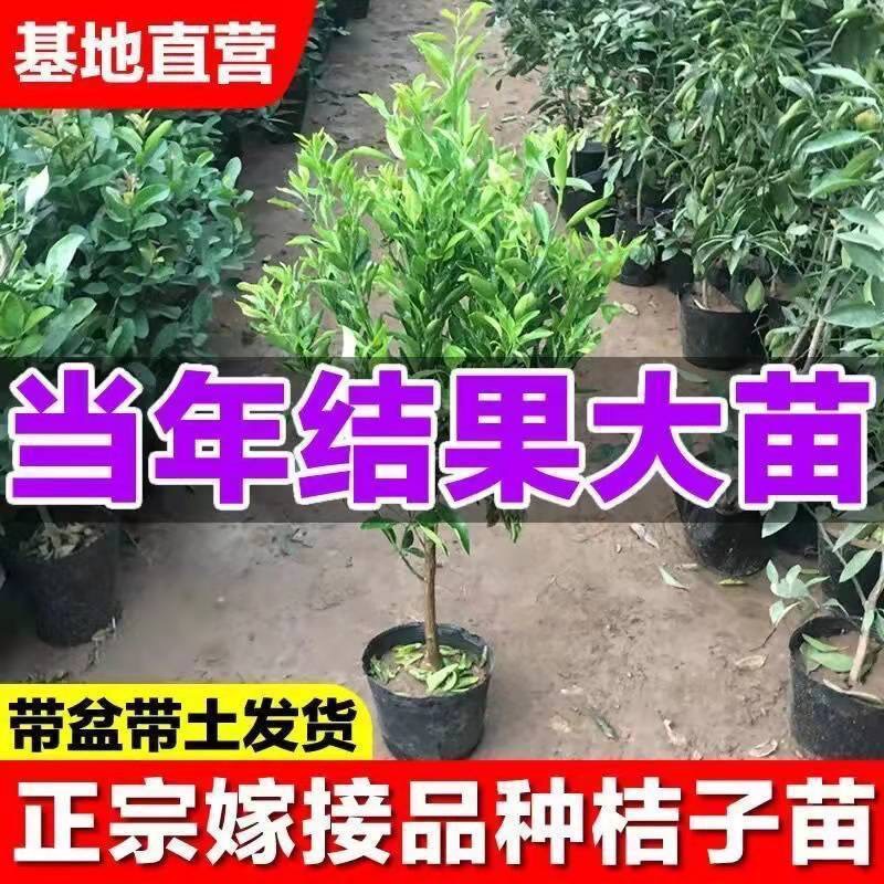 沃柑苗 当年挂果沃柑，丑柑，耙耙柑，沙糖桔带土球带花苞发货