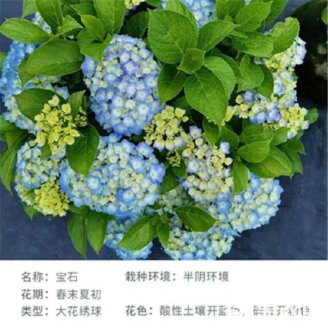  绣球花盆栽带花苞无尽夏绣球花苗老桩盆栽室外阳台花卉四季开花