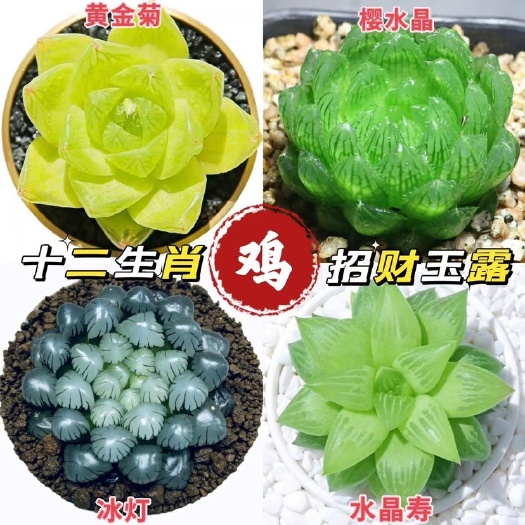 长沙 玉露多肉植物十二卷玉露组合姬玉露冰灯草玉露樱水晶办公室内盆栽