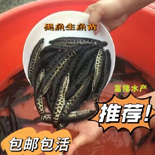 广州乌鳢苗  黑鱼苗 、杂交黑鱼苗 全国发货、支持少量快递