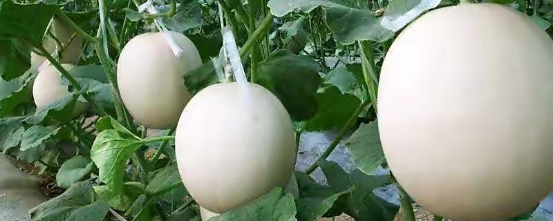 合浦县 自产香瓜，甜瓜，大量