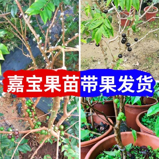 灵山县嘉宝果苗 四季红妃嘉宝果带花或带果发货盆栽庭院种植