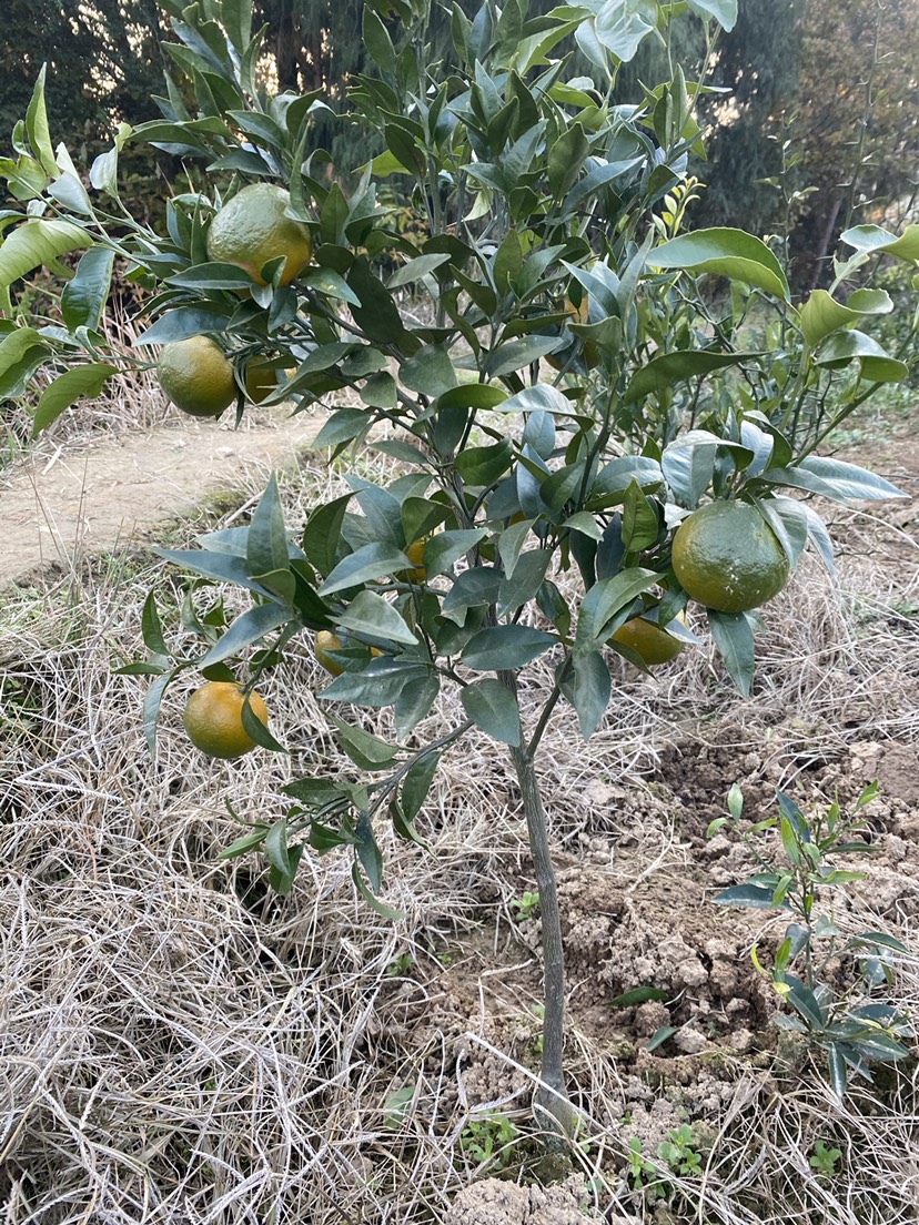 沃柑苗 当年挂果沃柑，丑柑，耙耙柑，沙糖桔带土球带花苞发货