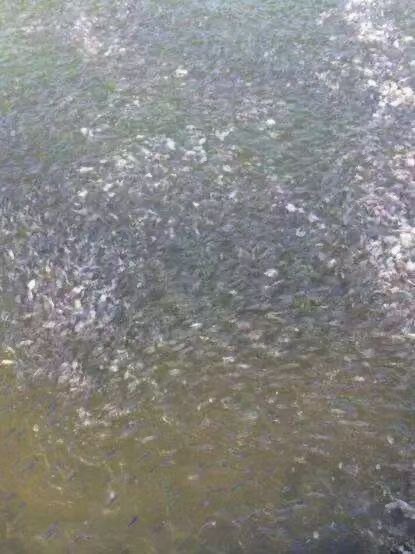 郑州鱼苗，鳊鱼苗