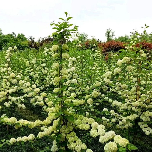  木本绣花树苗中华木绣球斗球琼花麻叶木绣球别墅庭院绿化观花观叶