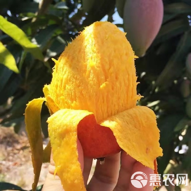 新鲜树上熟海南特产贵妃芒果5斤装整箱10斤装箱芒果