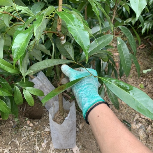 灵山县妃子笑荔枝苗 妃子笑茘枝苗