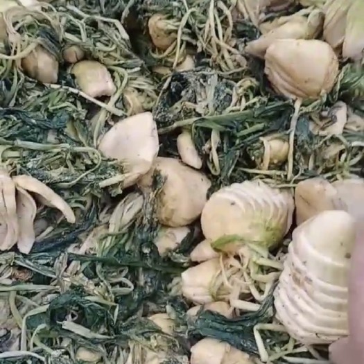 钦州菜头干 干头菜