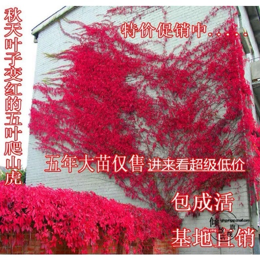 长沙 红叶爬山虎苗爬藤攀岩四季常青别墅庭院爬藤植物美国三叶五叶地锦