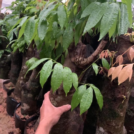 灵山县黑叶荔枝苗 妃子笑荔枝苗 广西壮族自治区钦州市灵山县荔枝，荔枝苗，妃子笑