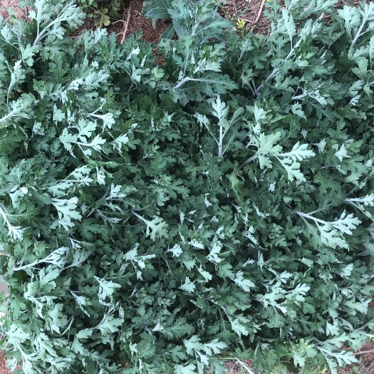 焦作怀白菊