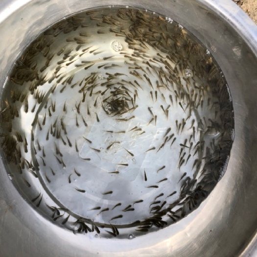 常州优质鲫鱼苗夏花