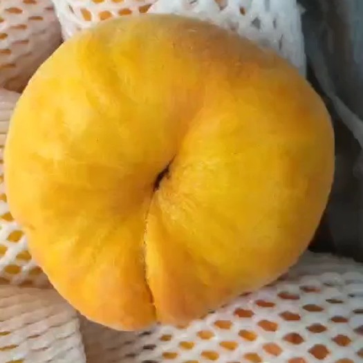  精品黄金油蟠桃，黄皮黄肉，百亩种植基地，欢迎新老客户贸易洽。