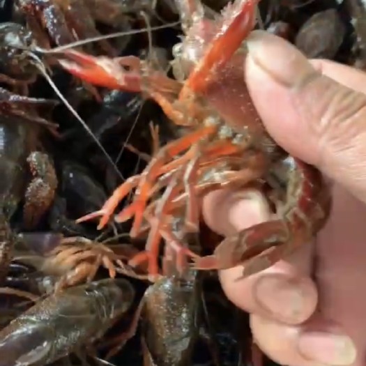 荆州 湖北潜江清水小龙虾
