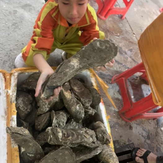 佛山珠海生蚝 长牡蛎珠海排底蚝广东生蚝 第一手货源场地直供全国发
