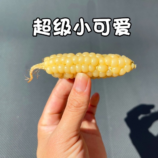 景洪市云南西双版纳白糯拇指小玉米新鲜现摘糯玉米真空支持一件代发