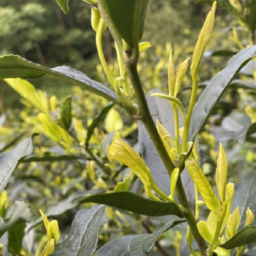 高县 黄金茶干茶大量有货，需要请联系