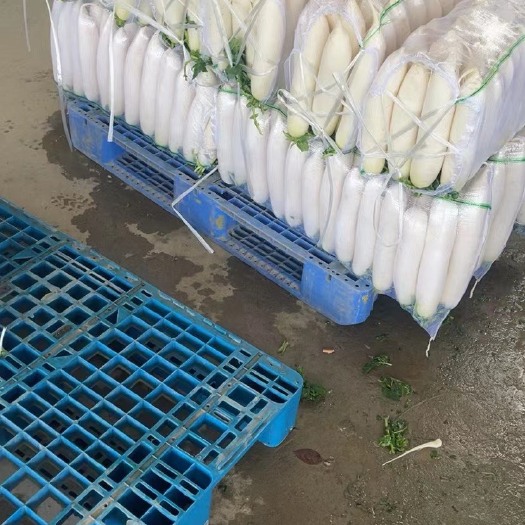 天门市白萝卜 精品春萝卜