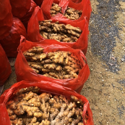 汝城县湖南汝城小黄姜产地直销小黄姜，大量供应物美价廉，