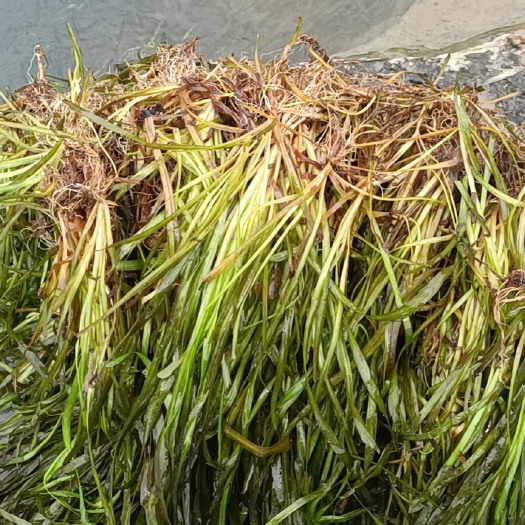 道县 苦草货货源多多质量好价钱便宜出货量大有需要的老板联系我