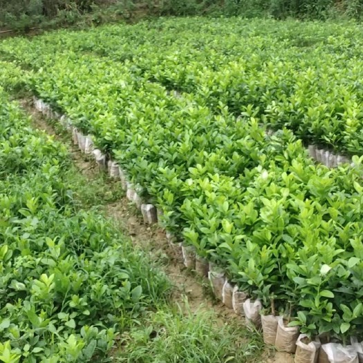 博白县广东香水柠檬苗 大量有货