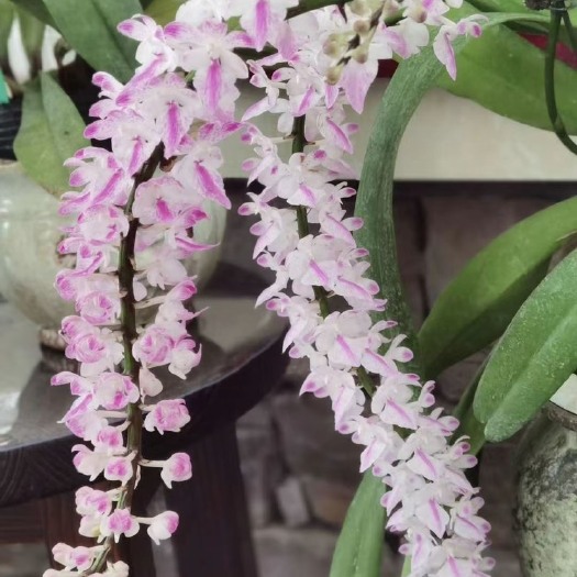 多花指甲兰 洋兰 花剑长，花香浓