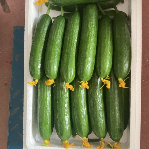 寿光市水果黄瓜 水果小黄瓜 荷兰黄瓜