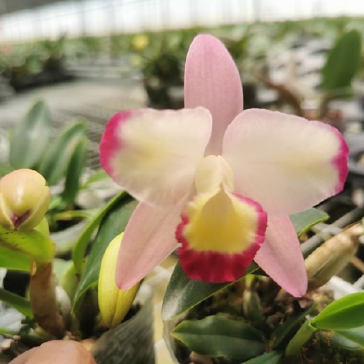 【带花苞】小卡特兰 带花苞 可混色 矮种多花色
