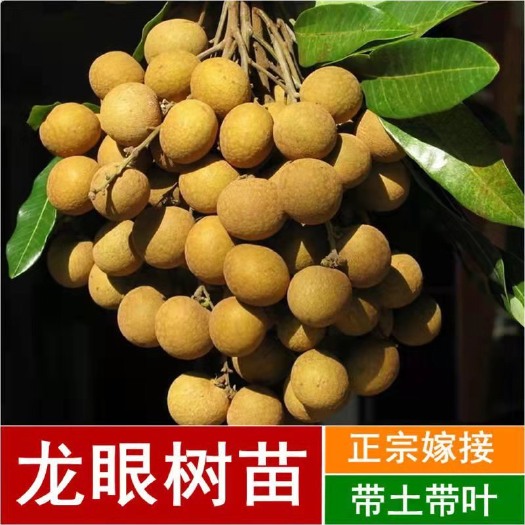 灵山县 四季无核龙眼苗嫁接桂圆果树苗南方北方种植盆栽储良石峡龙眼