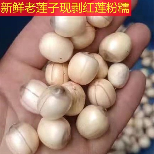 宁都县鲜莲，新鲜红莲，冷库红莲，纯手工红莲，江西产地直发！