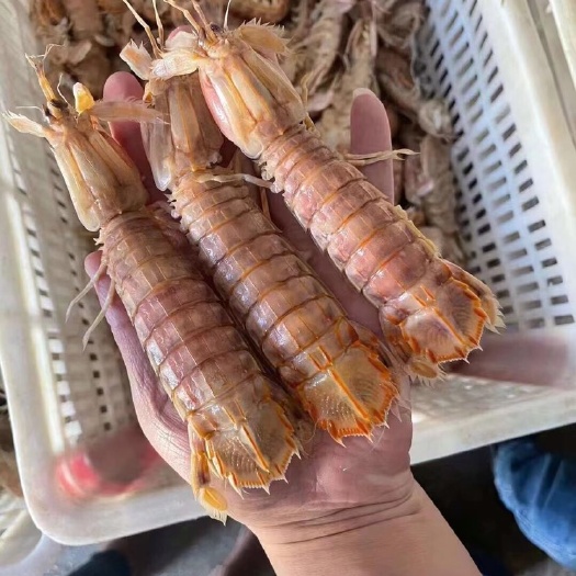 连云港 皮皮虾虾婆虾爬子大公小公大母中母一斤四斤满肉半肉自助餐电商