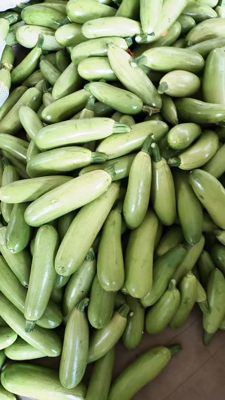 绿皮西葫芦 西葫芦