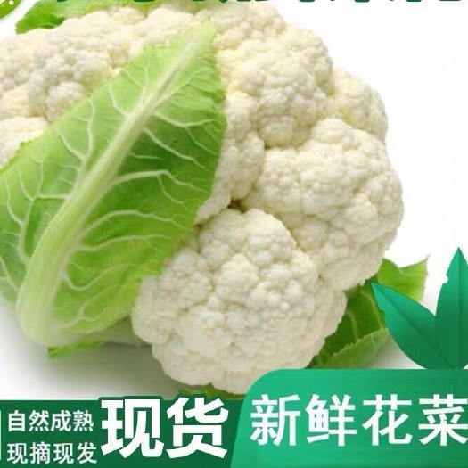通许县白面青梗花菜