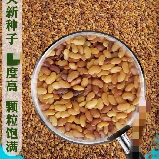 沭阳县金花菜种子草头种子金花菜草头种子三叶秧草大叶黄花菜苜蓿
